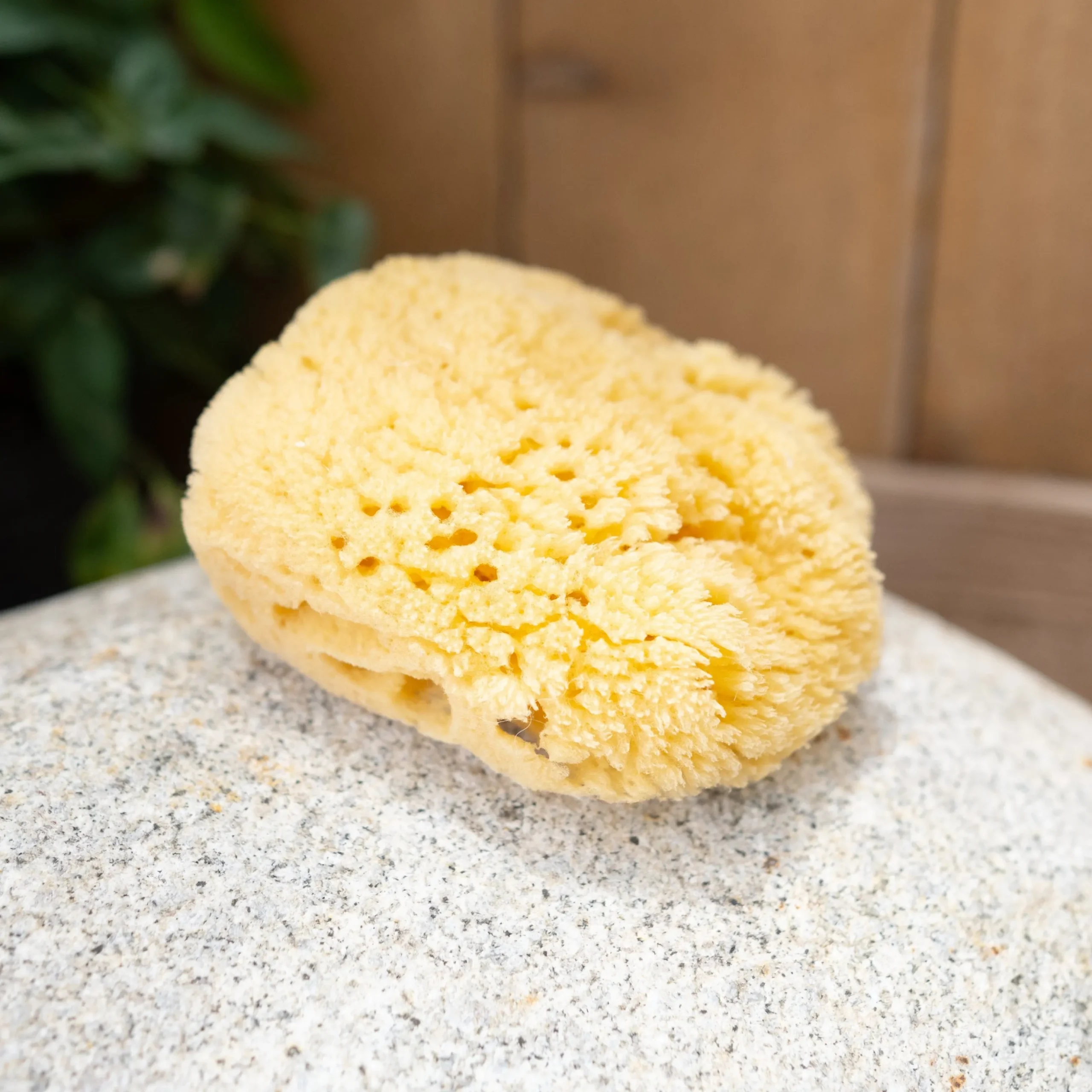 Sea Sponge